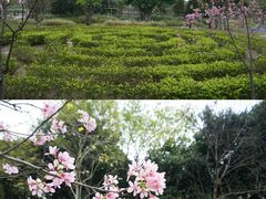 -王借岗森林公园