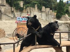 -东方熊牧场