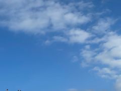 -開籠雀冰室(同和金铂店)