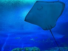 -珠海长隆海洋王国