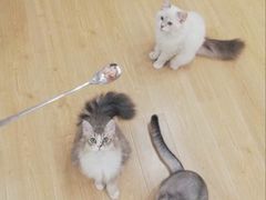 -有喵·猫咖·狗咖·30几只猫10只小狗(岗厦店)