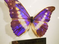 -上海昆虫博物馆