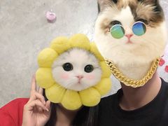 -猫尾侦探俱乐部·剧本杀·狼人杀