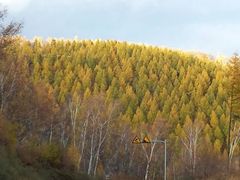 android_upload_pic-塞罕坝国家级自然保护区