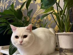 -FAELING PETS美天灵宠物(富力广场店)