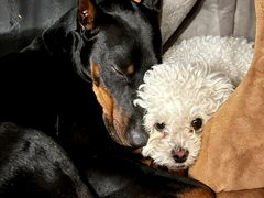 -东方动物医院·宠保定点·骨科·转诊中心(春城路·昆明站分院)