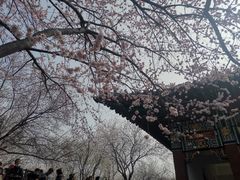 -桃花堤公园
