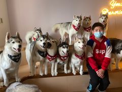 -Husky Go! 哈士奇体验馆·宠物咖啡厅狗咖