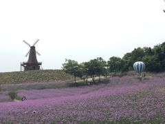 -大塘金香草谷