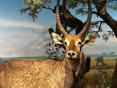 -陕西自然博物馆