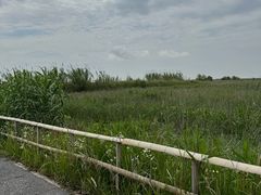 -宁波杭州湾国家湿地公园
