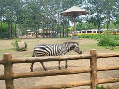 -大连森林动物园