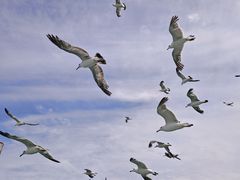 -海驴岛(荣成市)