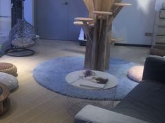 -momokira米努特·德文卷毛猫·棉花面纱犬