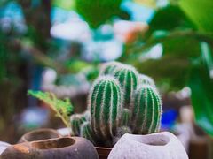 -谷咖啡·鲜花绿植花园餐厅