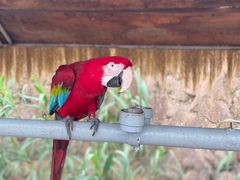 -西霞口神雕山野生动物世界