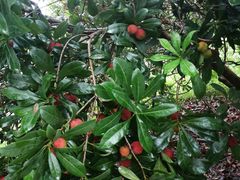 -塘栖枇杷特色园区