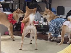 -逗柴咖啡屋·狗咖猫咖宠物桌游