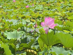 -石家庄市植物园