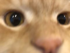 -猫咪派对(江南西店)