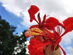 -麦当劳(电白服务区店)