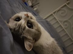 -唐小姐の猫狗洗护·购宠旗舰店(周浦万达店)