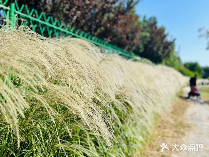 永定河休闲森林公园图片