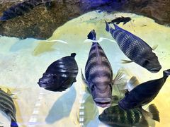 -上海海洋水族馆