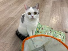 -柴迷FANS CLUB·柴犬狗咖·猫咖