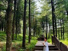 -黄椅山火山森林公园