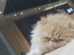 -藏猫猫咖啡主题馆(中央大道店)