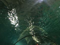 -苏州海洋馆