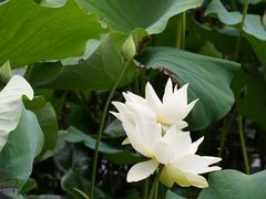 -北京动物园-畅观楼