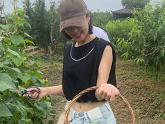 -樂桃源奉贤黄桃种植采摘基地