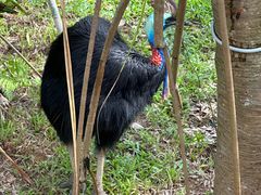 -新加坡飞禽公园