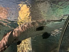 -上海海洋水族馆