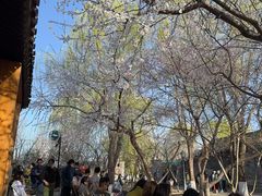 -春风习习