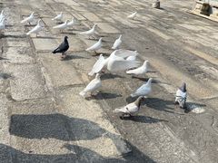-悦城龙母祖庙
