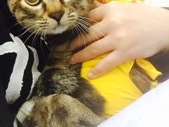 -伟伟宠物医院·CT影像中心·瑞派犬猫综合性门诊(汉口总院)