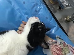 -纳吉亚猫专科动物诊疗中心(蒋宅口分院)