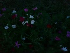 -花甲大咖(曼哈顿店)