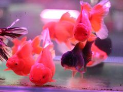 -苏州艺都古玩花鸟市场