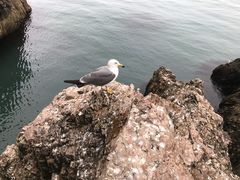 -海驴岛(荣成市)