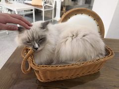 -共舞时光猫咖·狗咖(新街口店)