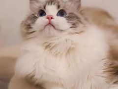 -猫十亿·布偶金渐层·曼基康矮脚猫舍(青年路店)