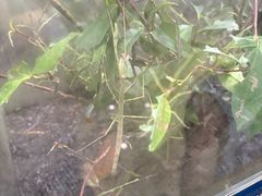 -上海昆虫博物馆