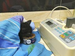 -安安宠医·安宠宠物医院