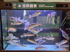 -肆月河豚·淮扬菜·湘菜(华天店)