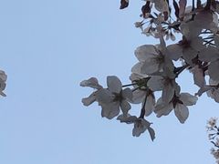 -高东镇樱花园