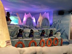 -帝企鹅自助餐厅•儿童岛•真企鹅(长隆企鹅酒店)